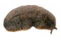 Laevicaulis sp. Nigeria adult